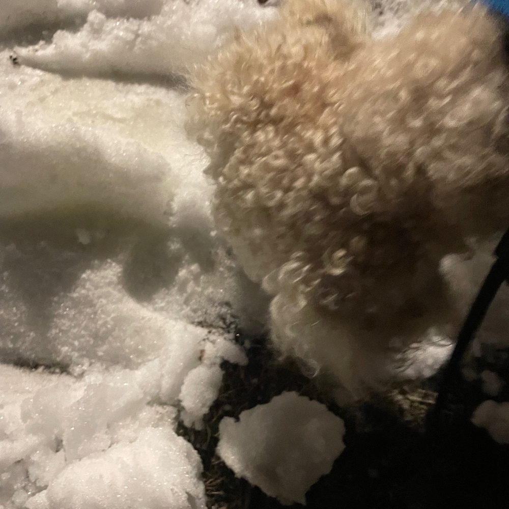 Meet your Posher, Sugar